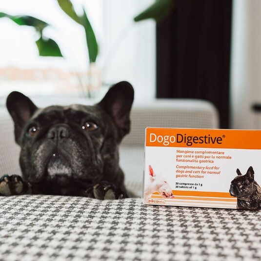 DogoDigestive